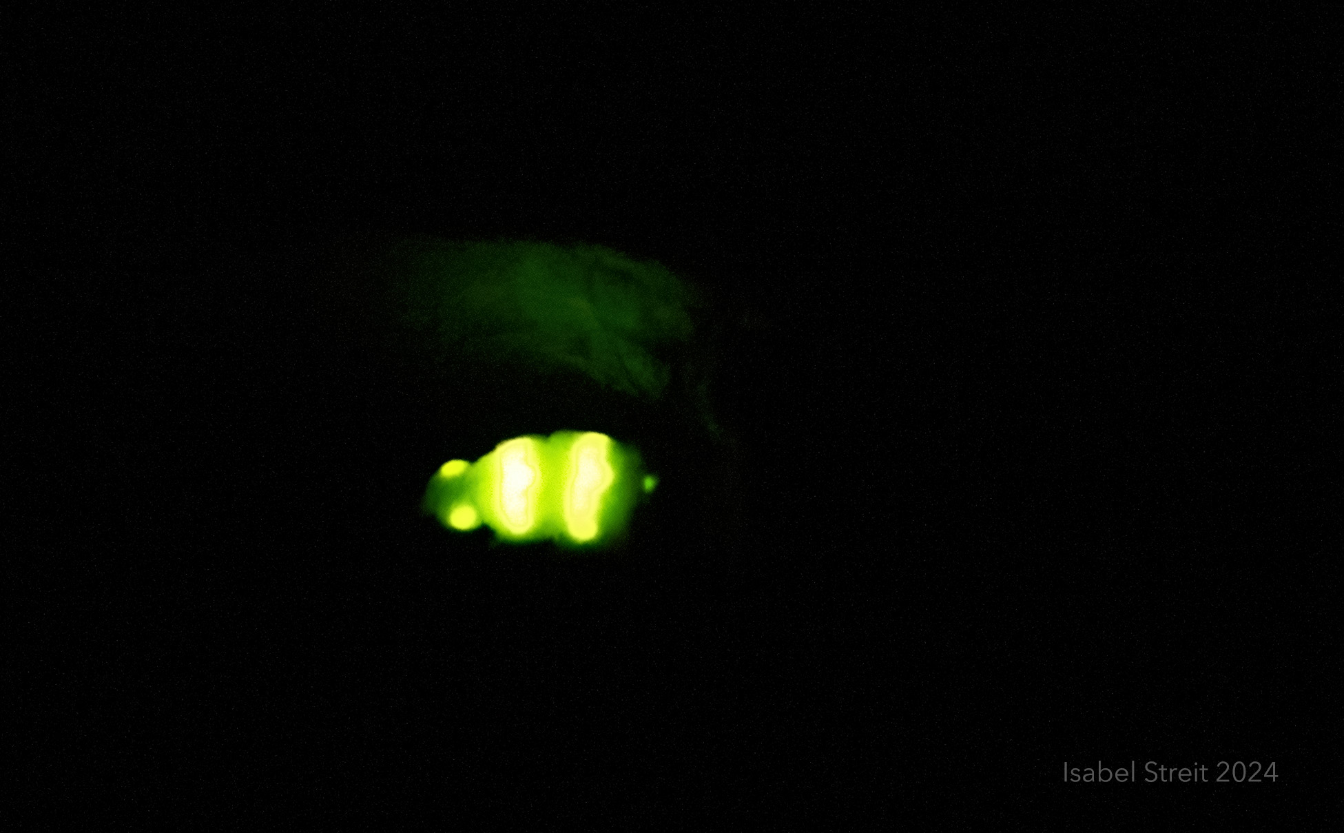 A firefly glowing in the garden at night
